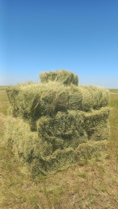 Сено житняк в тюках 15×20 кг