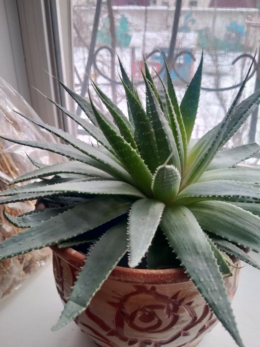 Продам комнатные растения.