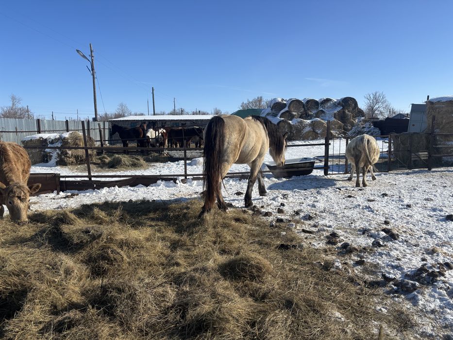 Айгыр жеребец тяжеловоз