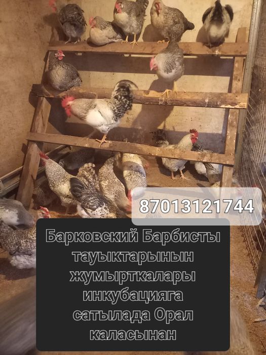 Яйцо Инкубационные