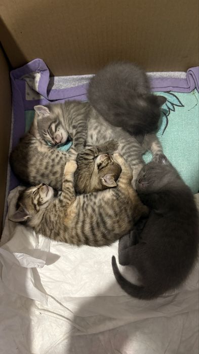 Отдам котят даром