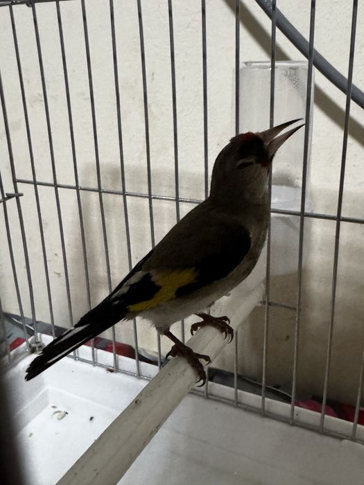 Sava sotiladi oʻzimizni qush