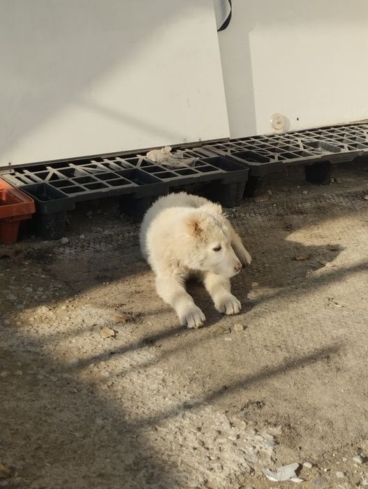 СРОЧНО ПРОДАМ Сао ұрғашы девочка 3 жарым аи Алматы облс