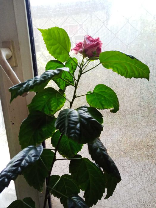 продам китайскую розу или гибискус