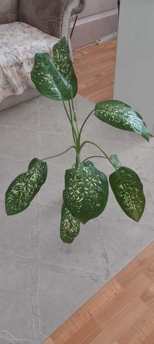Продавам Дифенбахия