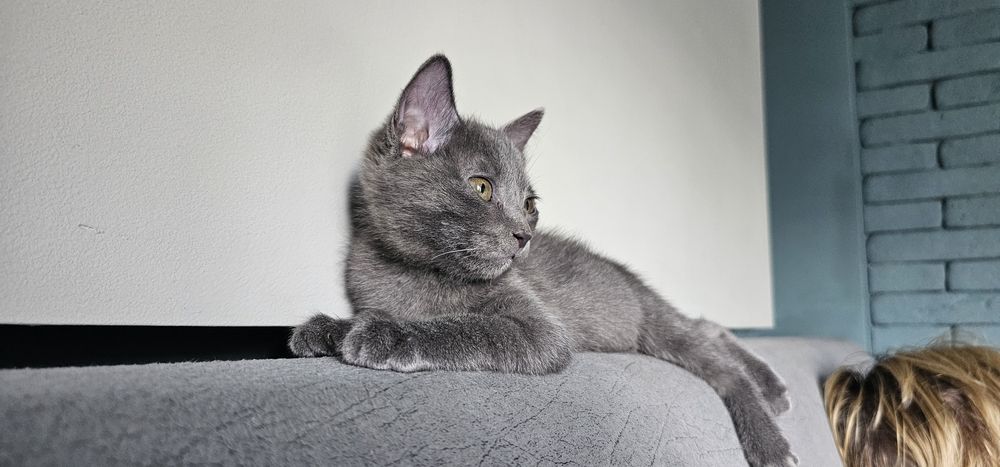 Котёнок породы Русская голубая ищет любящую семью (бесплатно)