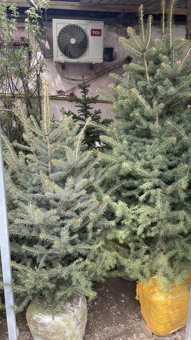 Голубая ель Елка