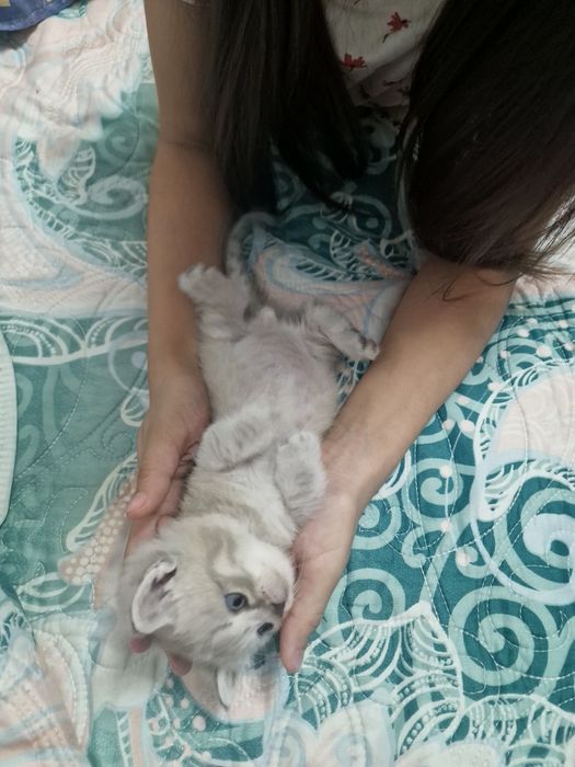 Манчкин котята 1 мальчик