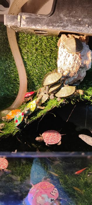 Красноухое черепаха