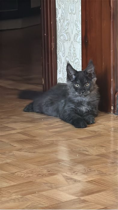 Продам котенка мейнкуна мальчик