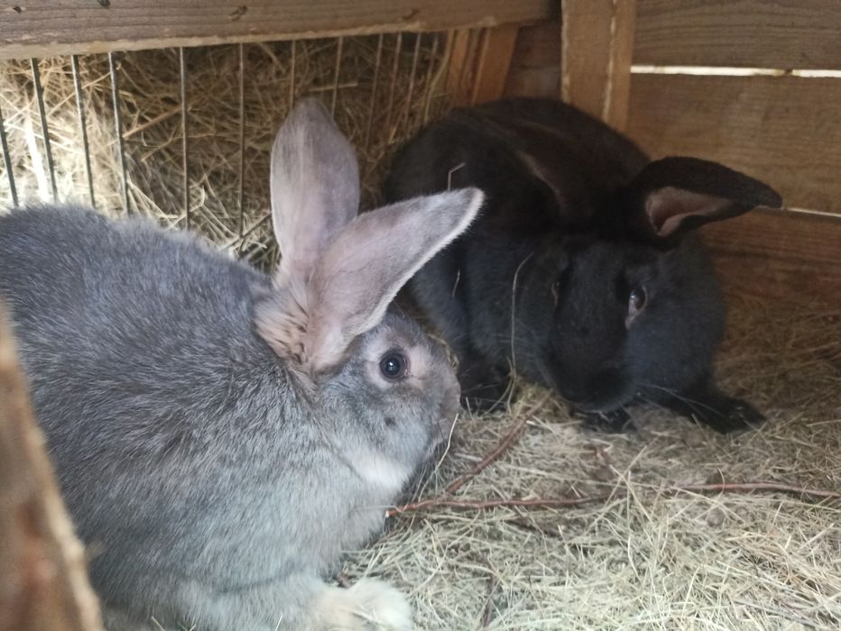 Продам домашних кроликов