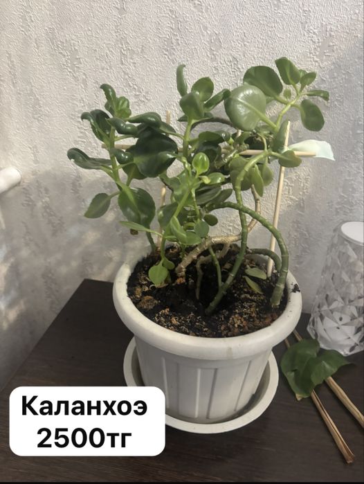 Продам комнатные цветы