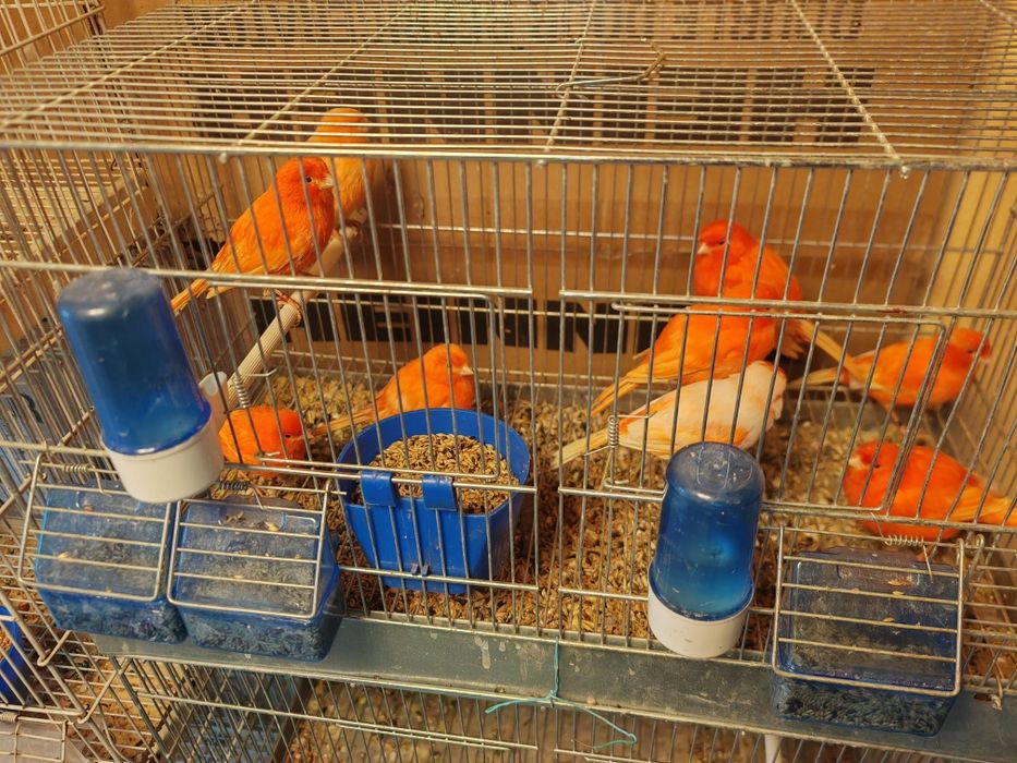 Canari     roșii