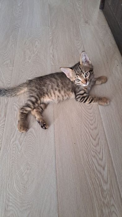 Отдаем котенка в хорошие руки