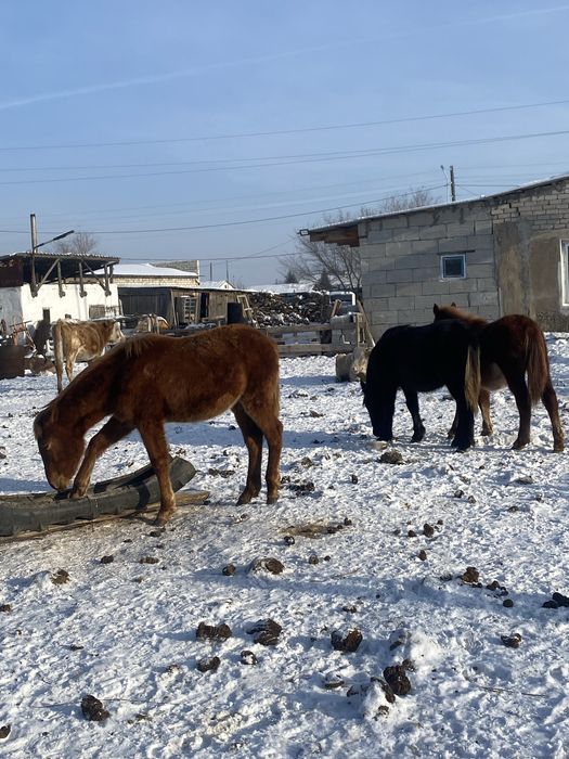 жабагылар сатылады 3бас 2 еуы ургашы