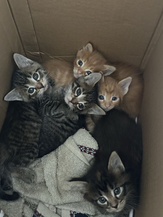 Продаются красивые котята