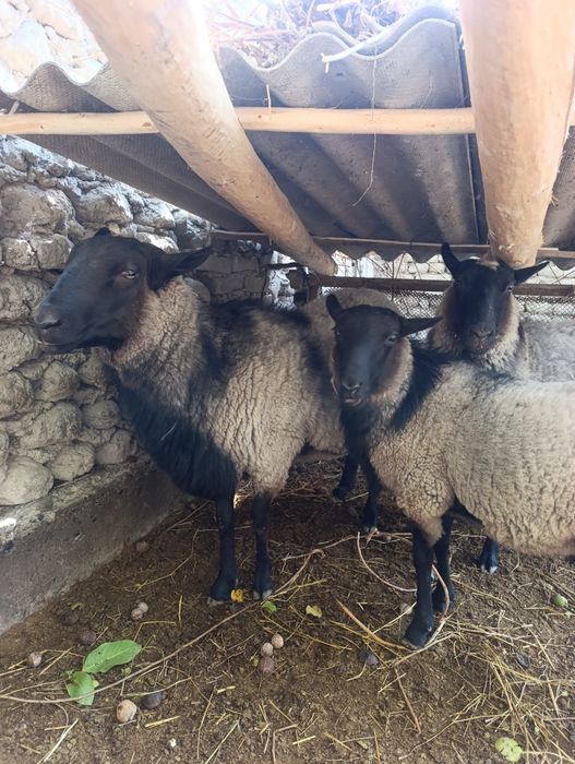 Кочкор романов котта конга