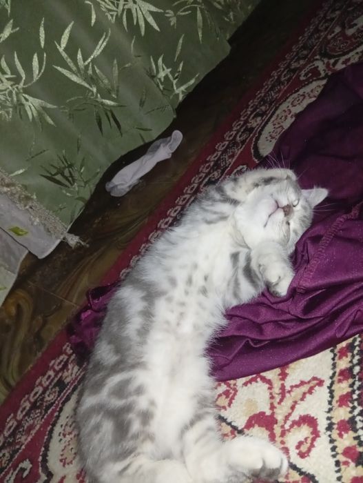 Шотландский прямоухо