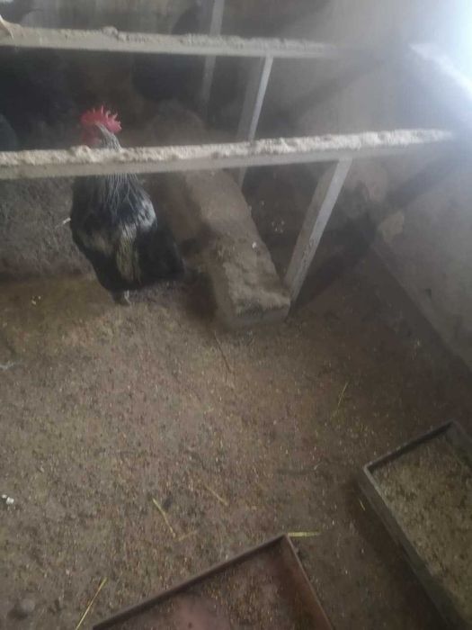 Продам курей 7000