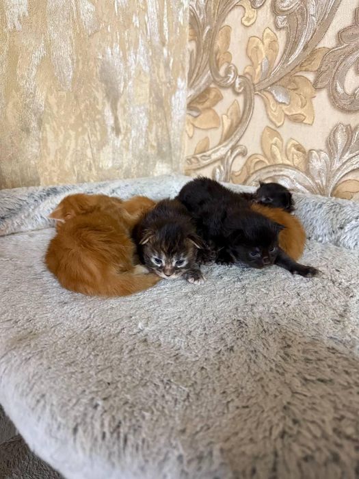 Котята мейн кун 100000