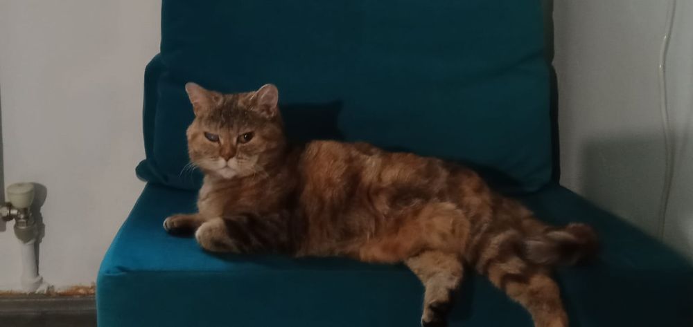 Отдам в хорошие руки