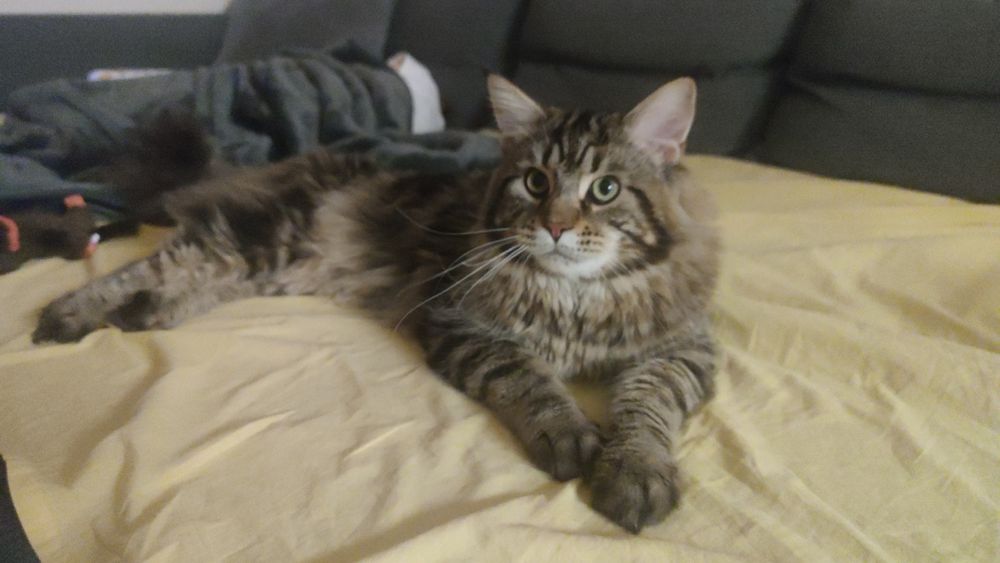 Продавам Мейн Куун на 2 години