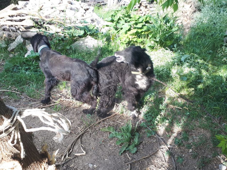 Продам ШЕНЬКОВ порода Тайған