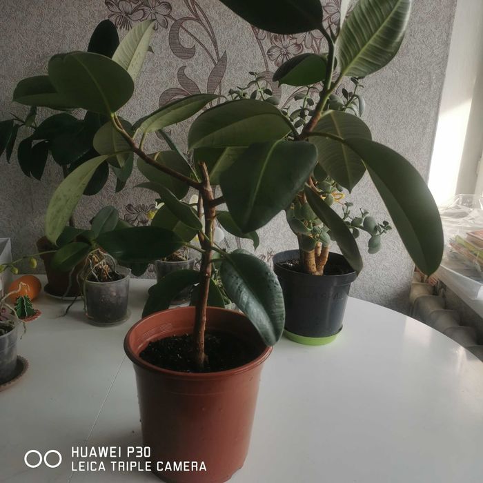 Продаю фикус в горшке