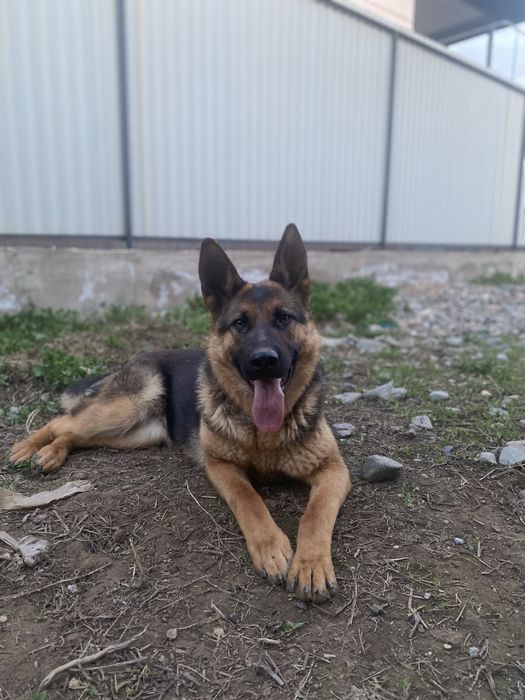 Немецкая овчарка в добрые руки