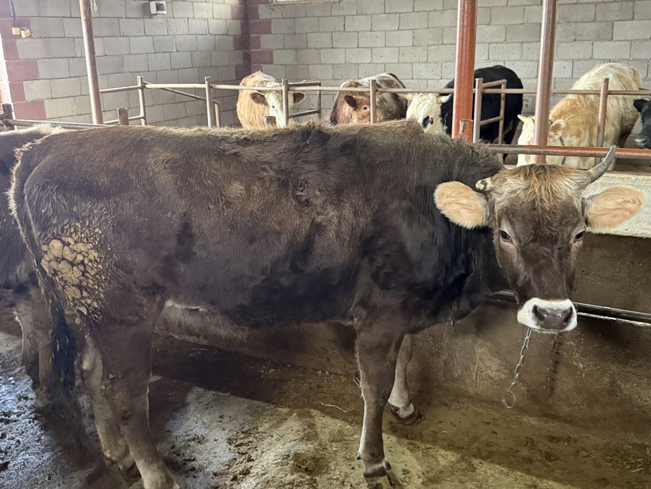 Продам телку 1,9 года алатауская