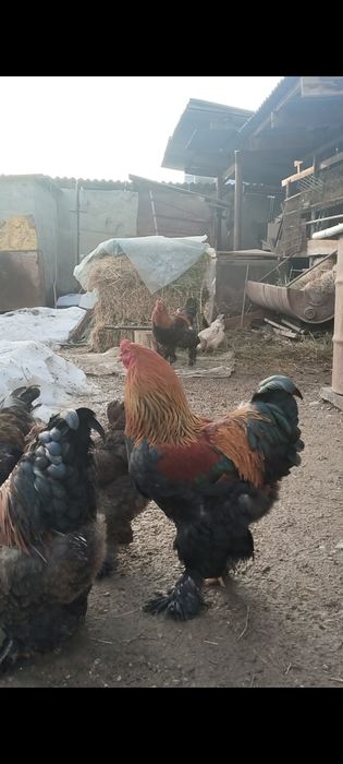 Продаю петухов куропатчатый