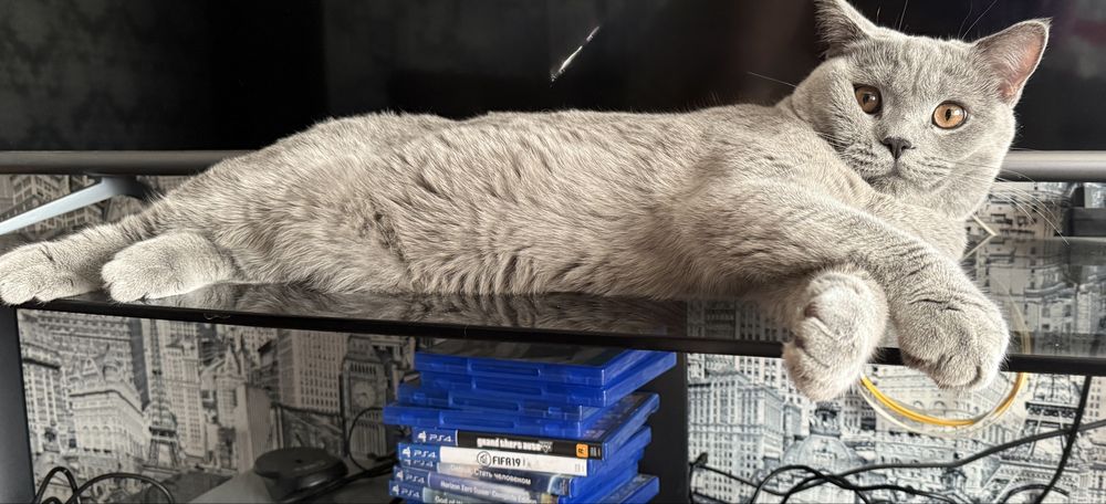 Британские котята