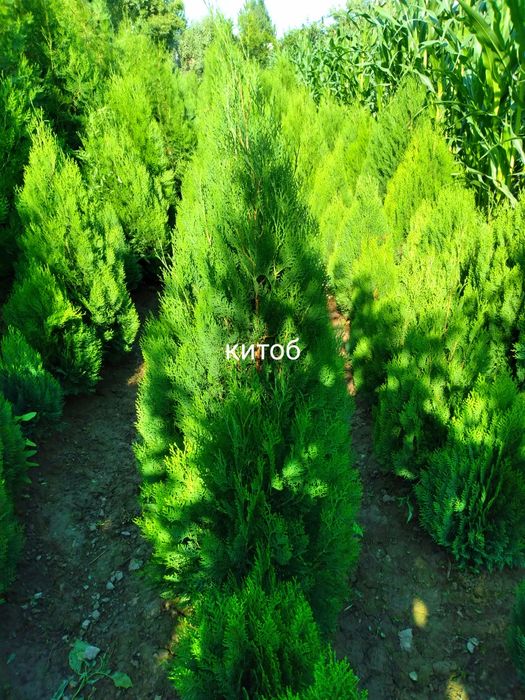 арчалар бор.. сосна туя книжный