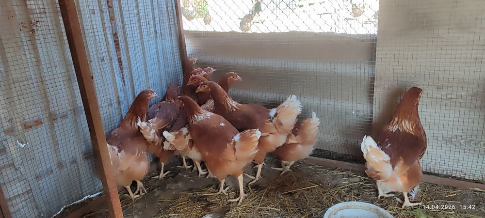 Продаются Куры Ломан браун
