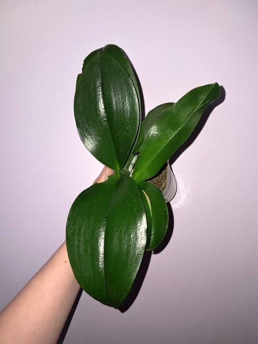 Орхидея Фаленопсис НЕ в цвету сейчас