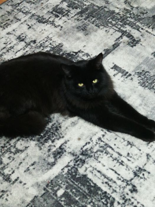 Котята  в добрые руки