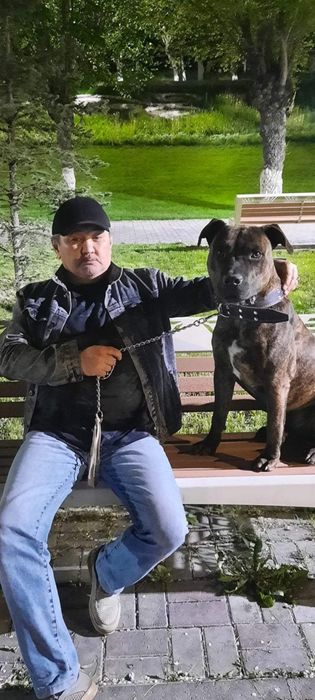 Продам Амстафа 4 года