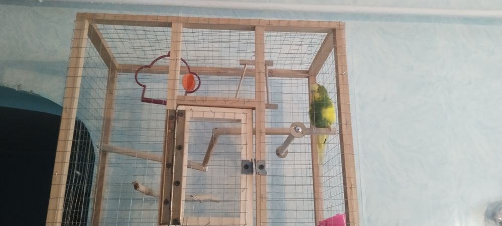 Продам волнистого попугая