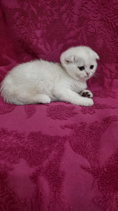Продаётся чистокровная шотландская девочка скоттиш фолд