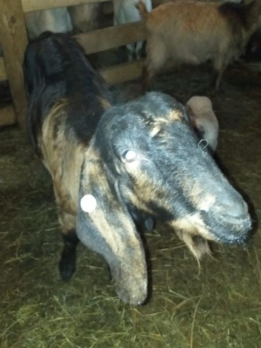 Vând lapte de capră și idute de Anglonubian