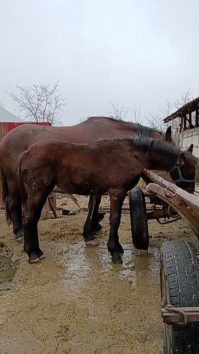 Mânza metis Frizian