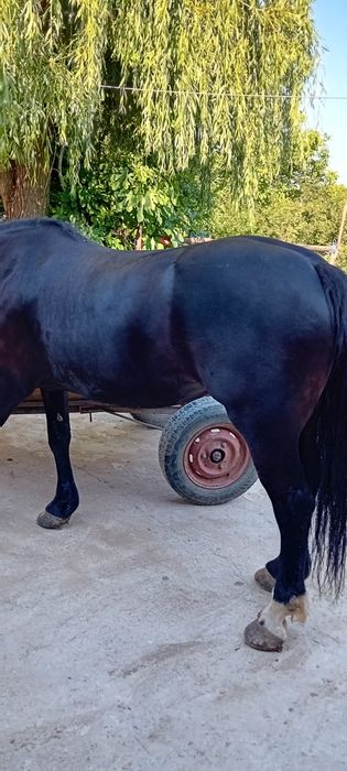 Vând iapa vârstă 7 ani corcitura frizian