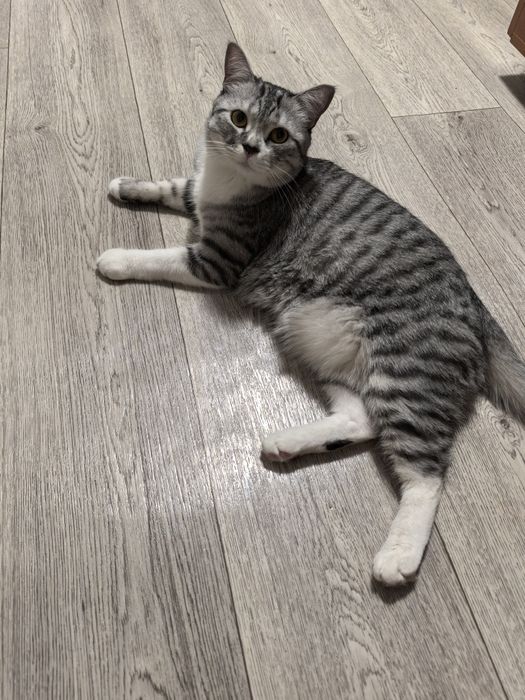 Отдам кота в добрые руки