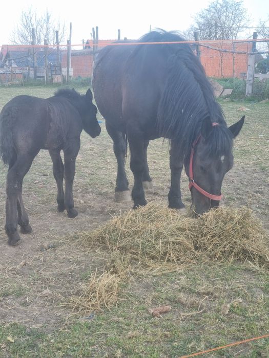 Iapa cu manz de vanzare