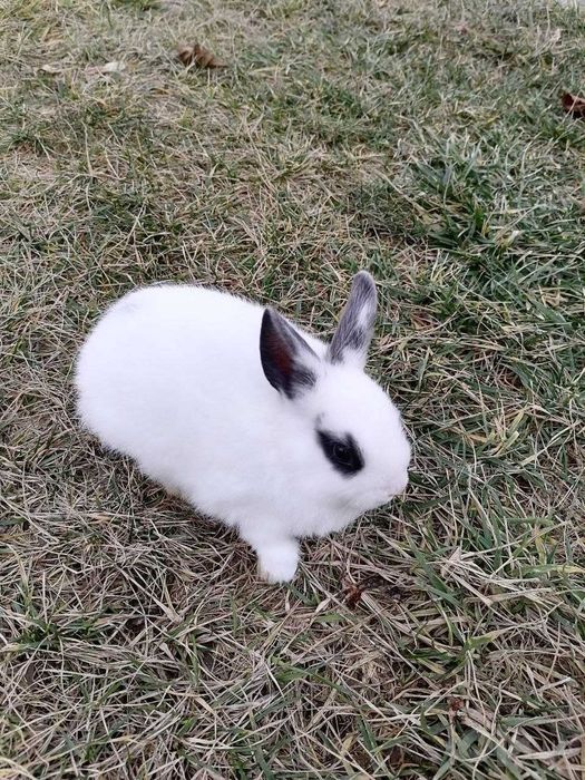 Bug'oz (homilador) samka