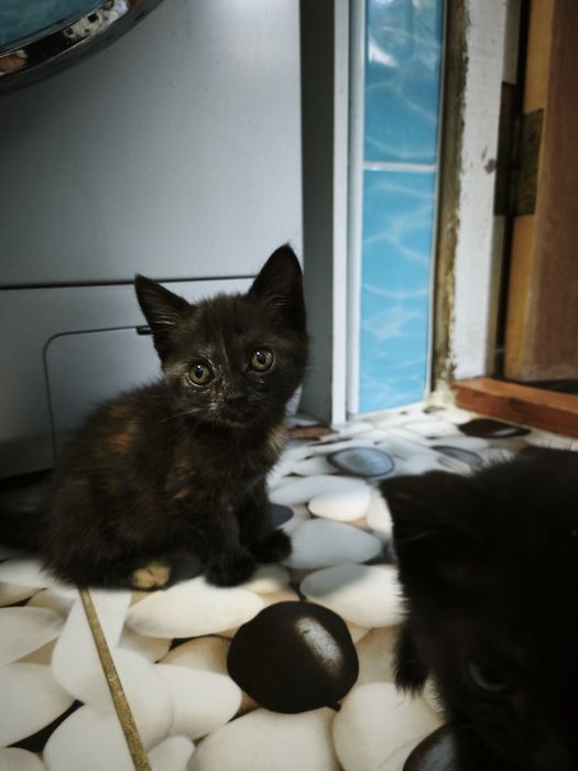 Отдам котят в добрые руки