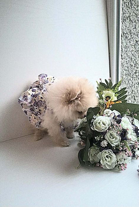 Мини мини померани от родословни родители