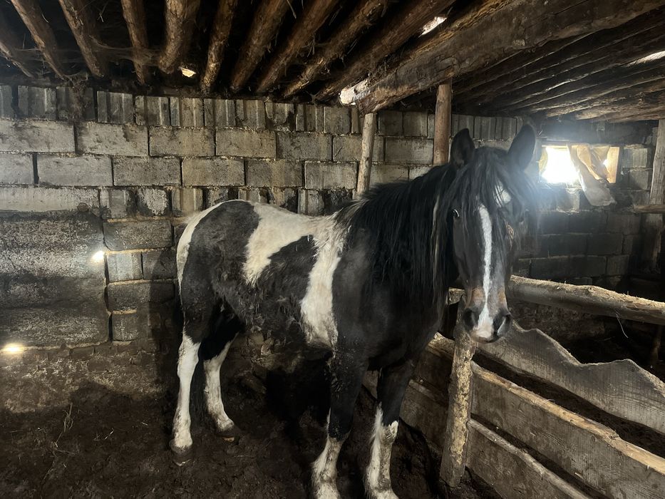 4 жасар жылкы сатылады