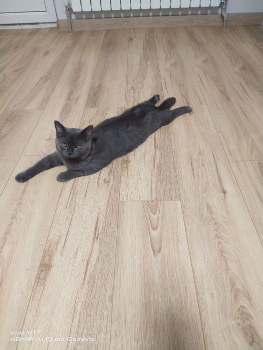 Британский котенок