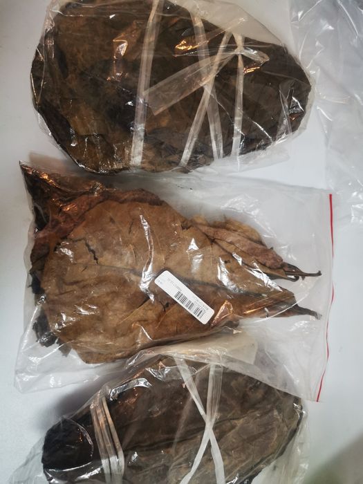 Frunze de katappa -pentru  paraziți intestinali